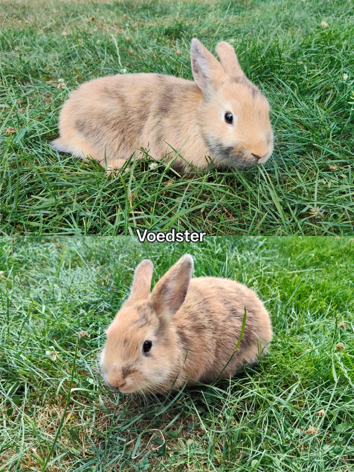 Jonge Hollander konijnen, Meerdere dieren, Middelgroot, 0 tot 2 jaar