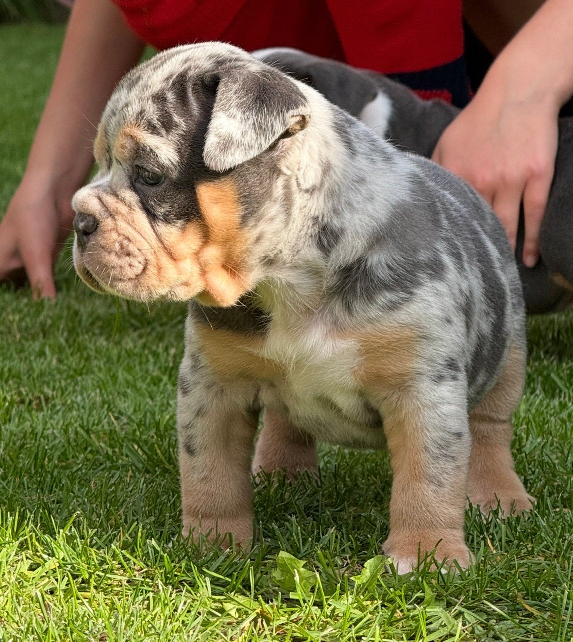 Nog 2 pups! Old English bulldog pups, Dieren en Toebehoren, CDV (hondenziekte), 8 tot 15 weken, Bulldog, Meerdere