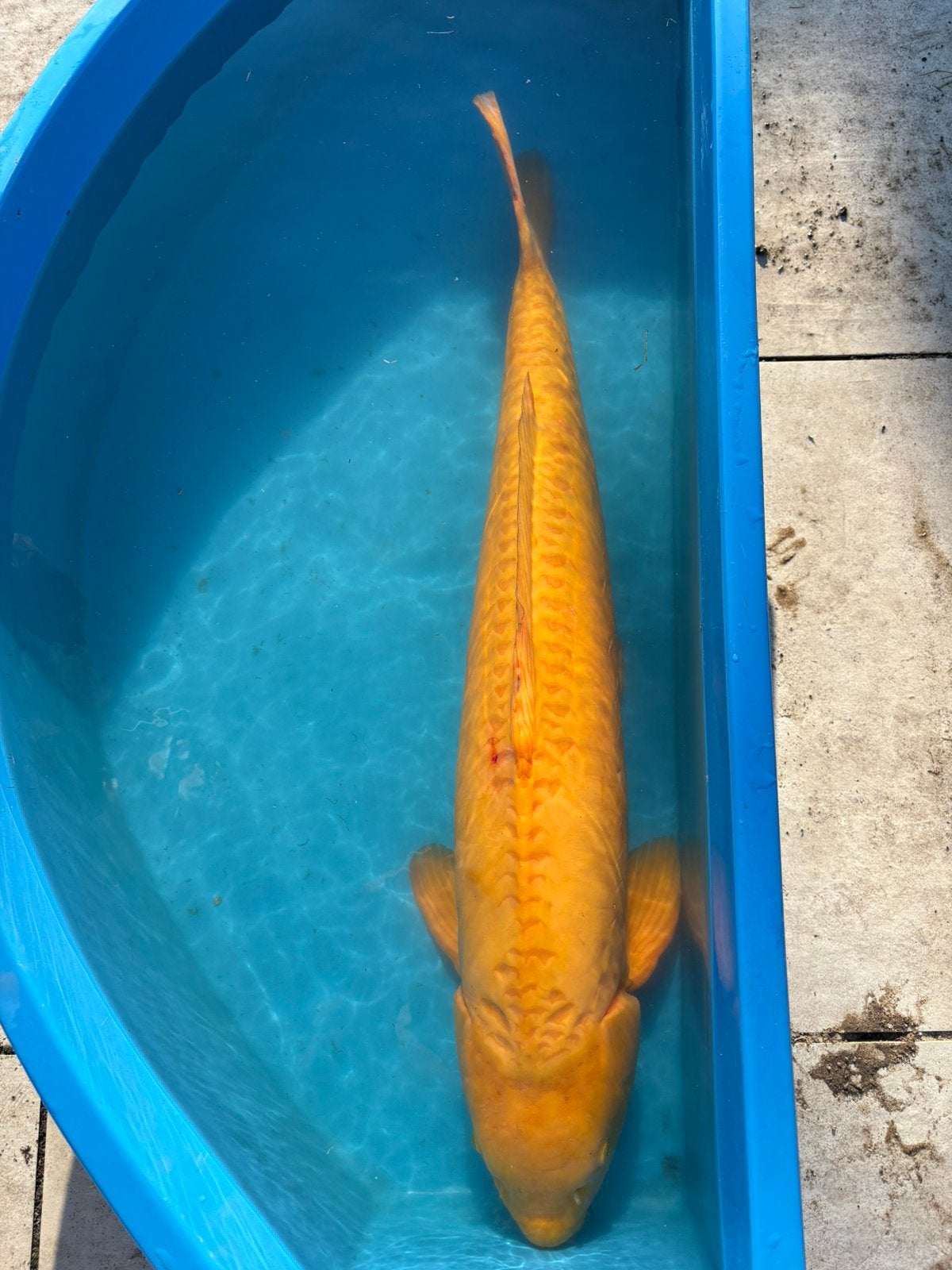 Doitsu karashigoi konishi 87cm, Dieren en Toebehoren, Karper of Koi