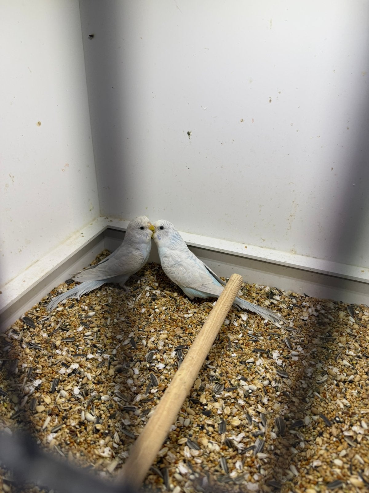 Jonge grasparkieten, Meerdere dieren