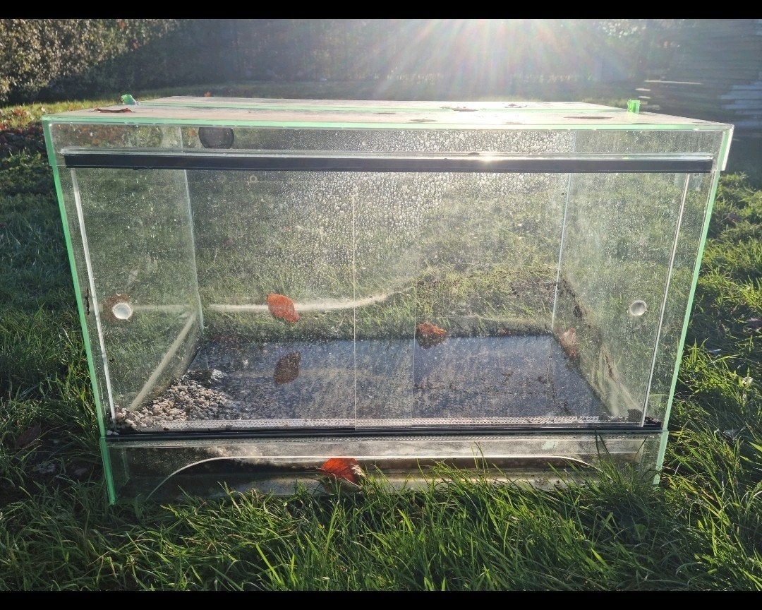 Prachtig terrarium! 60x40x40cm - bodemplaat evt vervangbaar, Ophalen of Verzenden, Zo goed als nieuw, Terrarium of Paludarium
