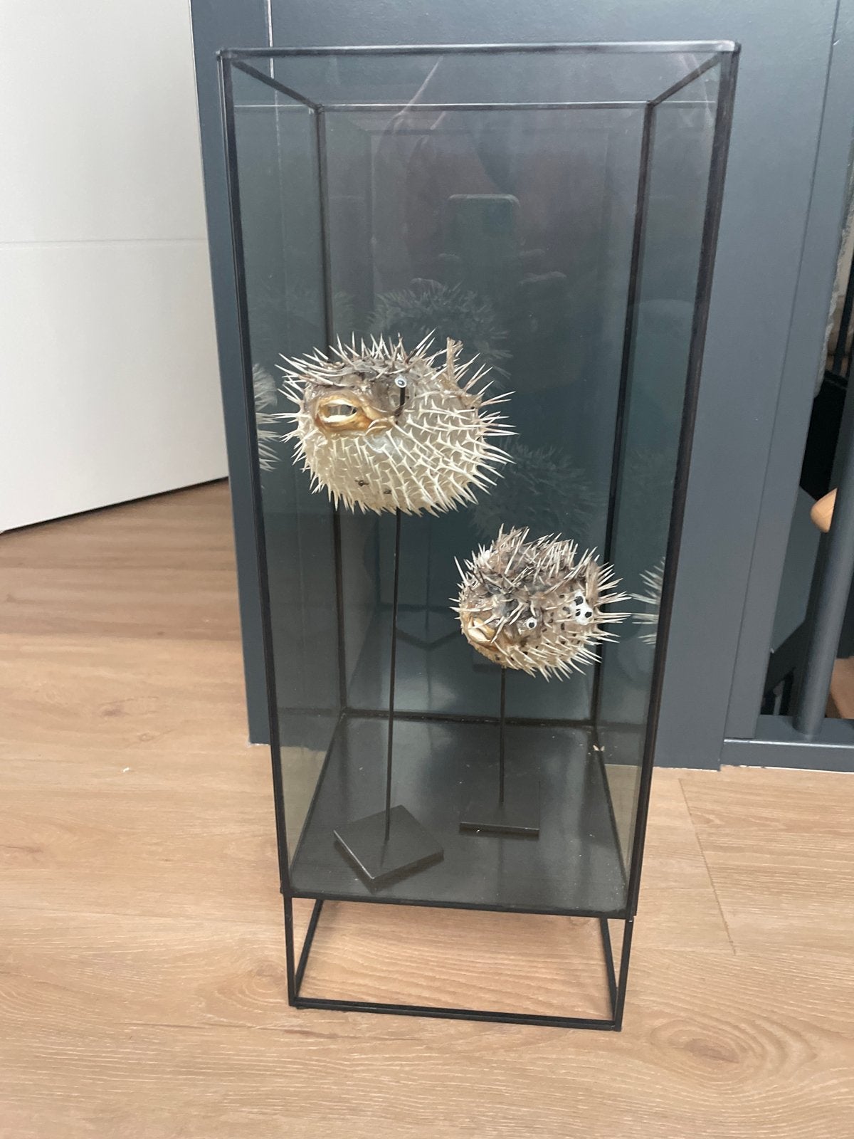 Unieke Kogelvis Display in Glazen Vitrine, Ophalen, Zo goed als nieuw