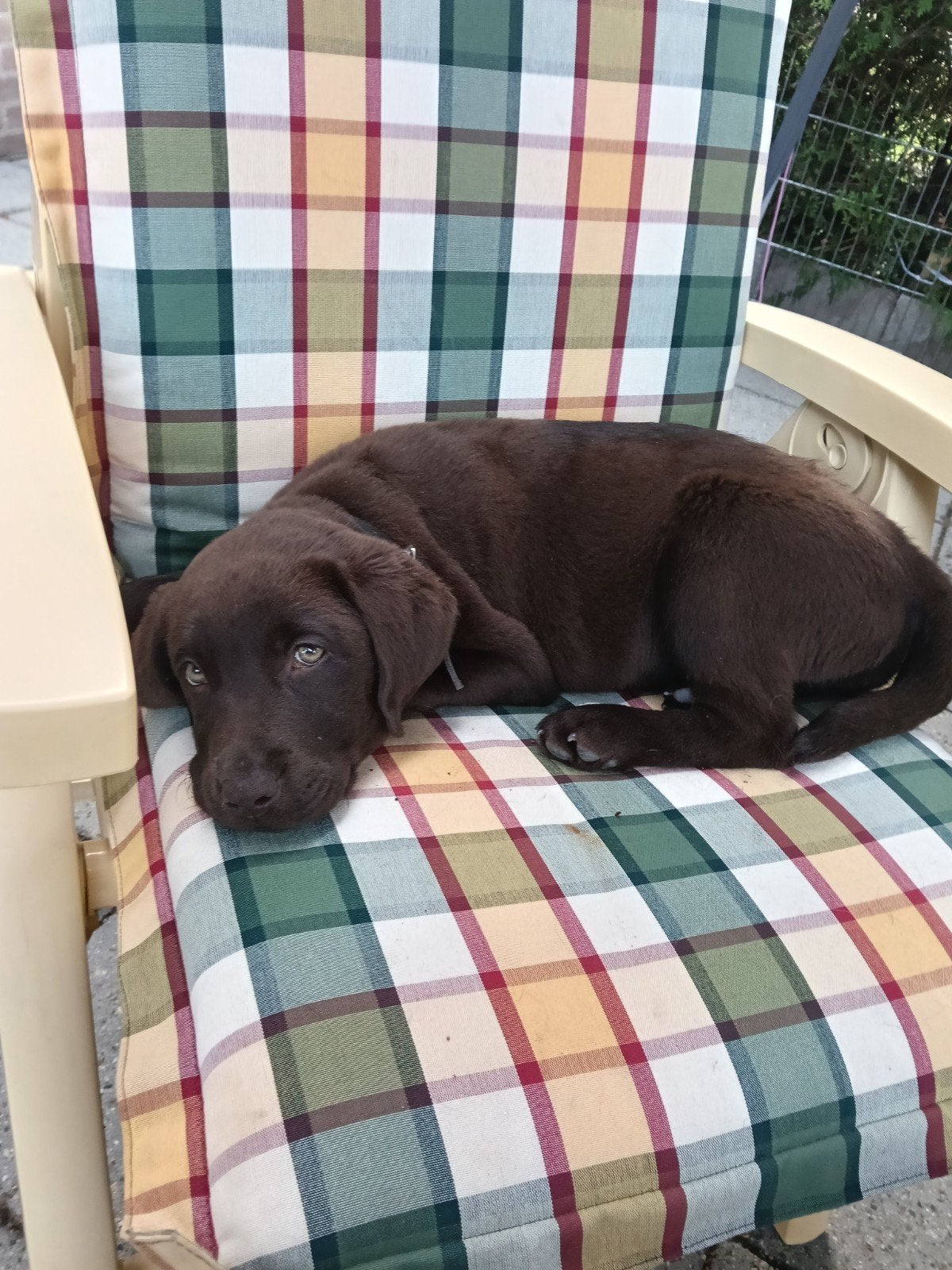 Lieve labrador pup, Teef, Labrador retriever, Eén hond, Nederland