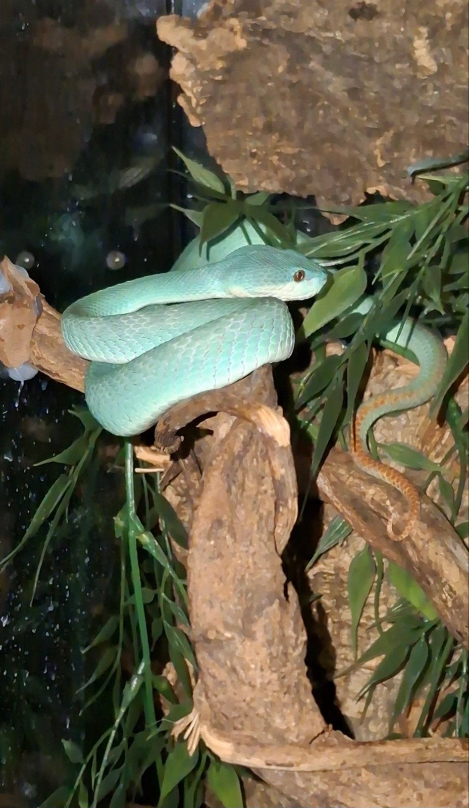 Trimeresurus Insularis, Dieren en Toebehoren, Reptielen en Amfibieën, Slang, 0 tot 2 jaar
