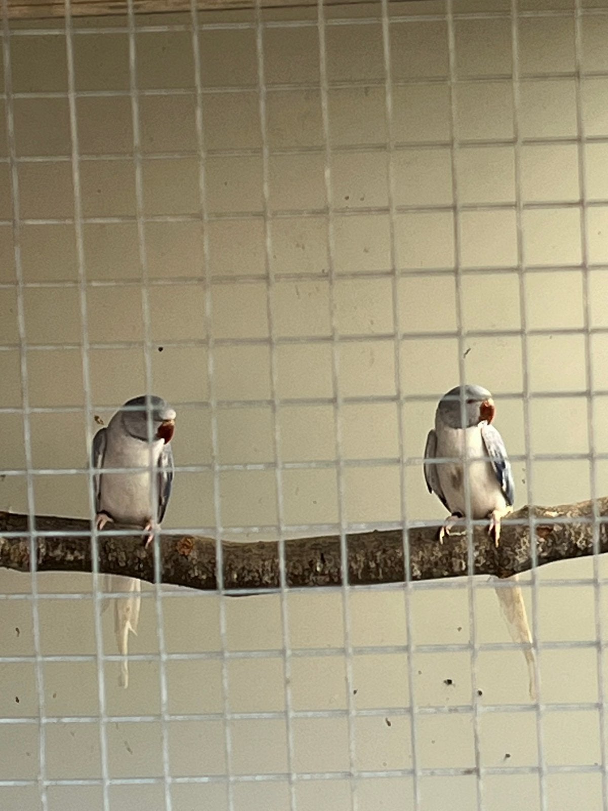 Halsbandparkiet violet opaline bleekstaart mannetjes met dna, Dieren en Toebehoren, Vogels | Parkieten en Papegaaien, Mannelijk