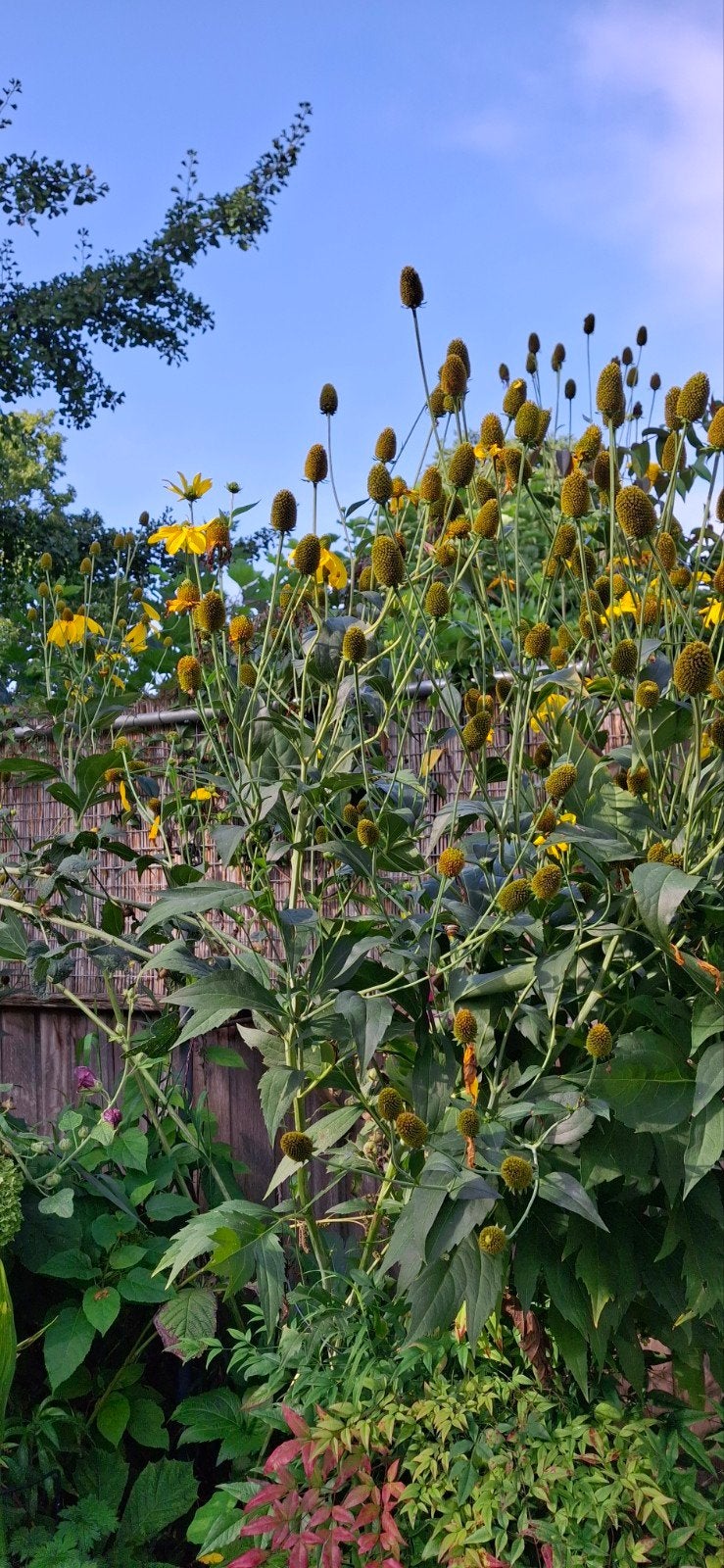 vaste planten: rodgersia phlomis solidago etc, Vaste plant, Halfschaduw, Zomer, Ophalen