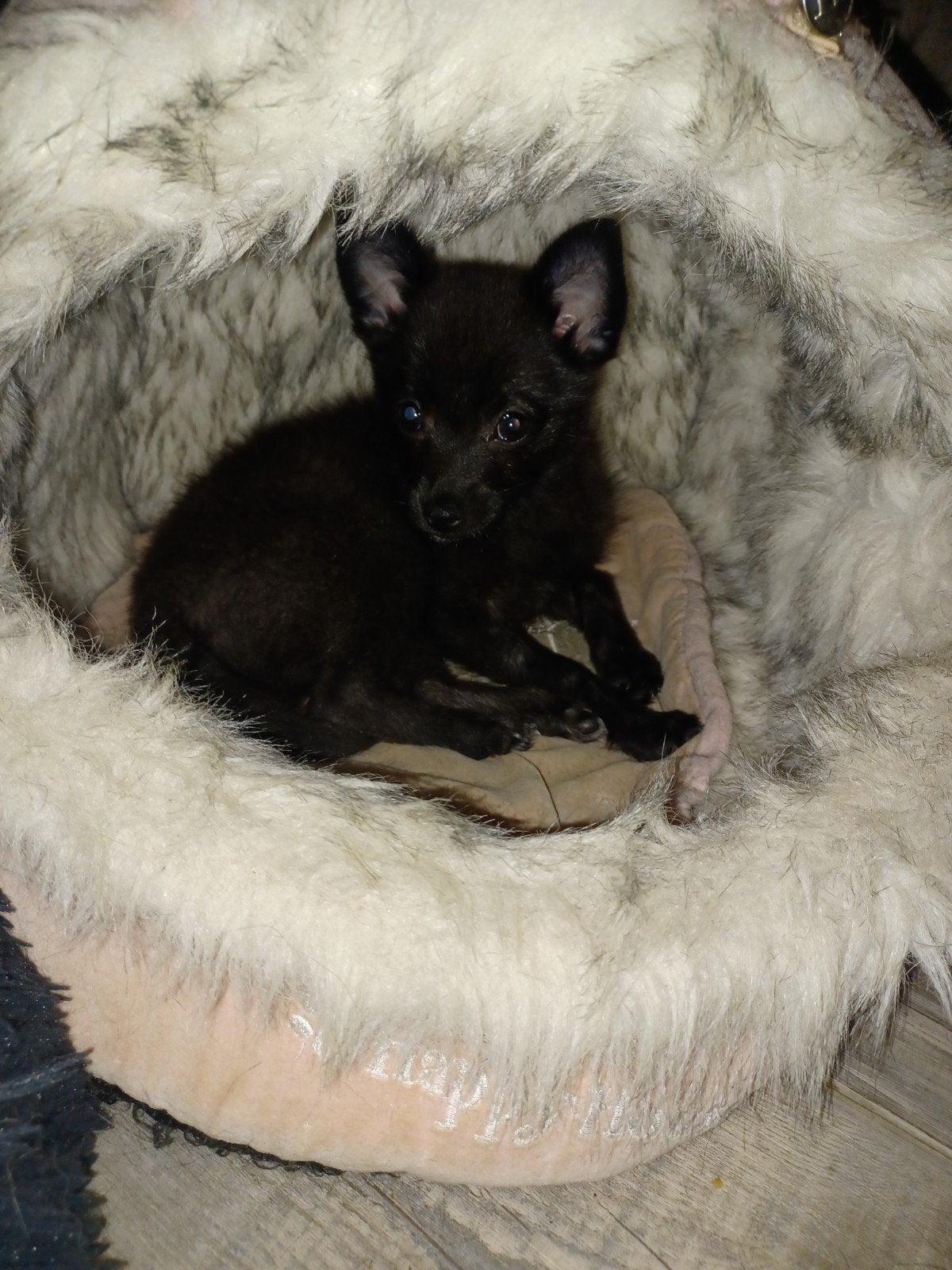 Lief en ontzettend sociaal pomchi reutje 75% pomeriaan, Dieren en Toebehoren, Honden | Chihuahua's en Gezelschapshonden, Parvo