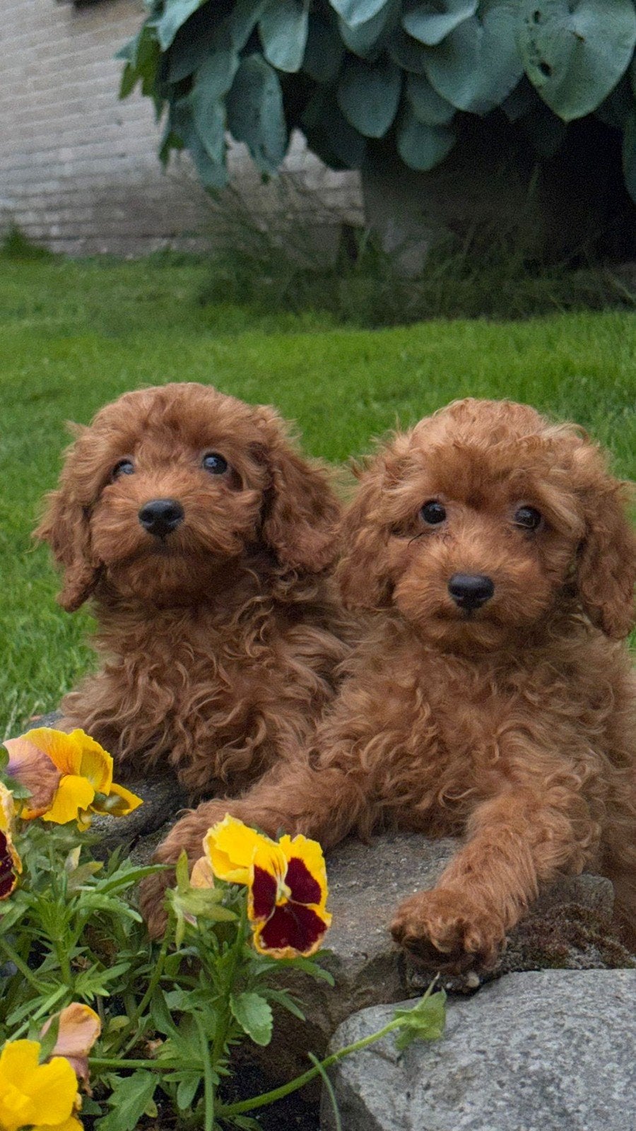 Mooie Maltipoo,  kleine doodle pups mogen het nest verlaten, Overige rassen, 8 tot 15 weken, Meerdere, Meerdere dieren