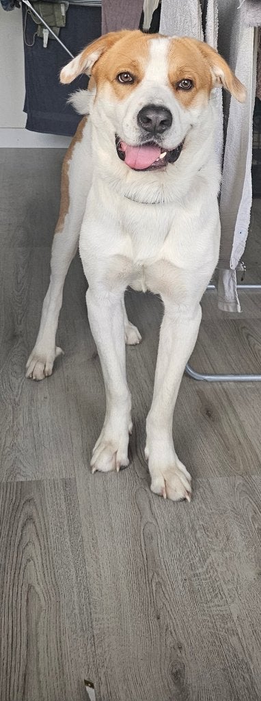 Tobby zoekt nieuwe huis, Dieren en Toebehoren, Honden | Niet-rashonden, Middel, Reu, Particulier, Eén hond, Nederland, 1 tot 2 jaar