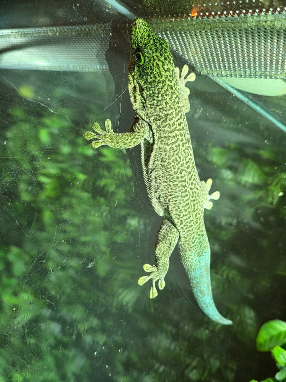leuke mooie gekko, Hagedis, 0 tot 2 jaar