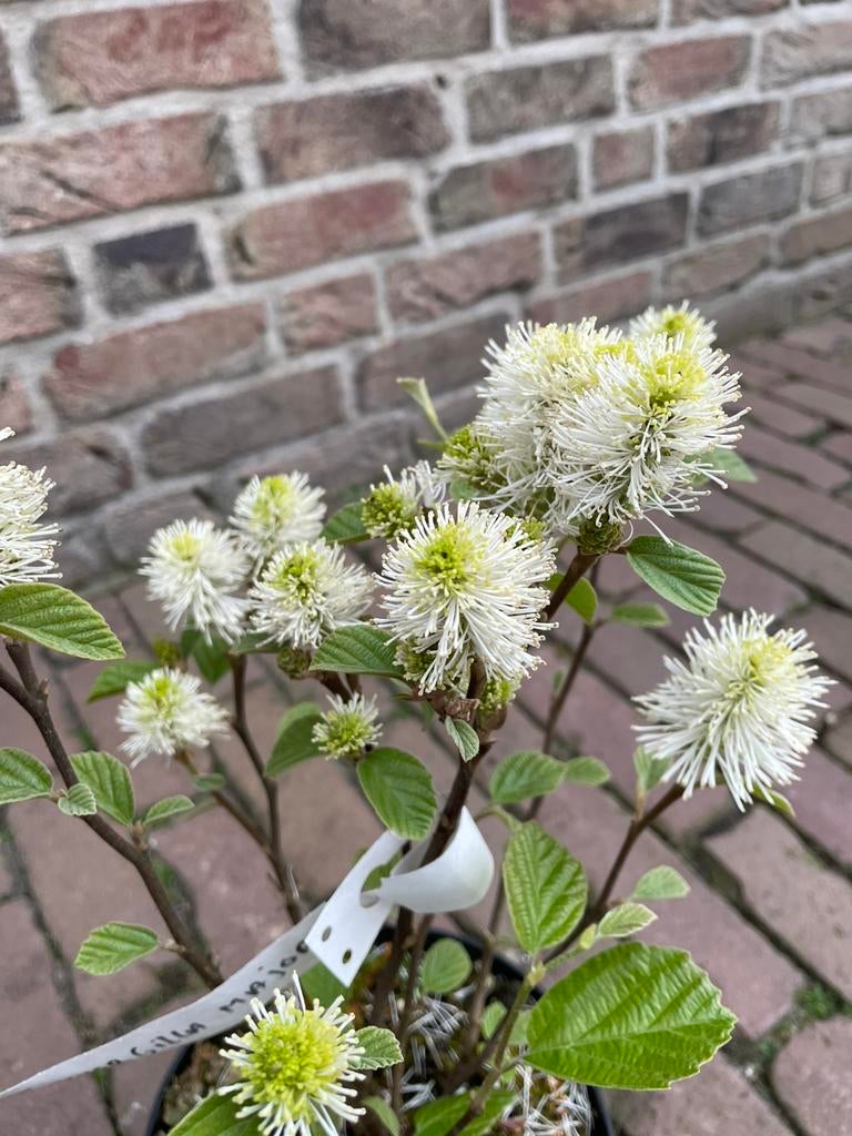 De moeite waard van A tot Z (deel1), Ophalen, Overige soorten, Volle zon