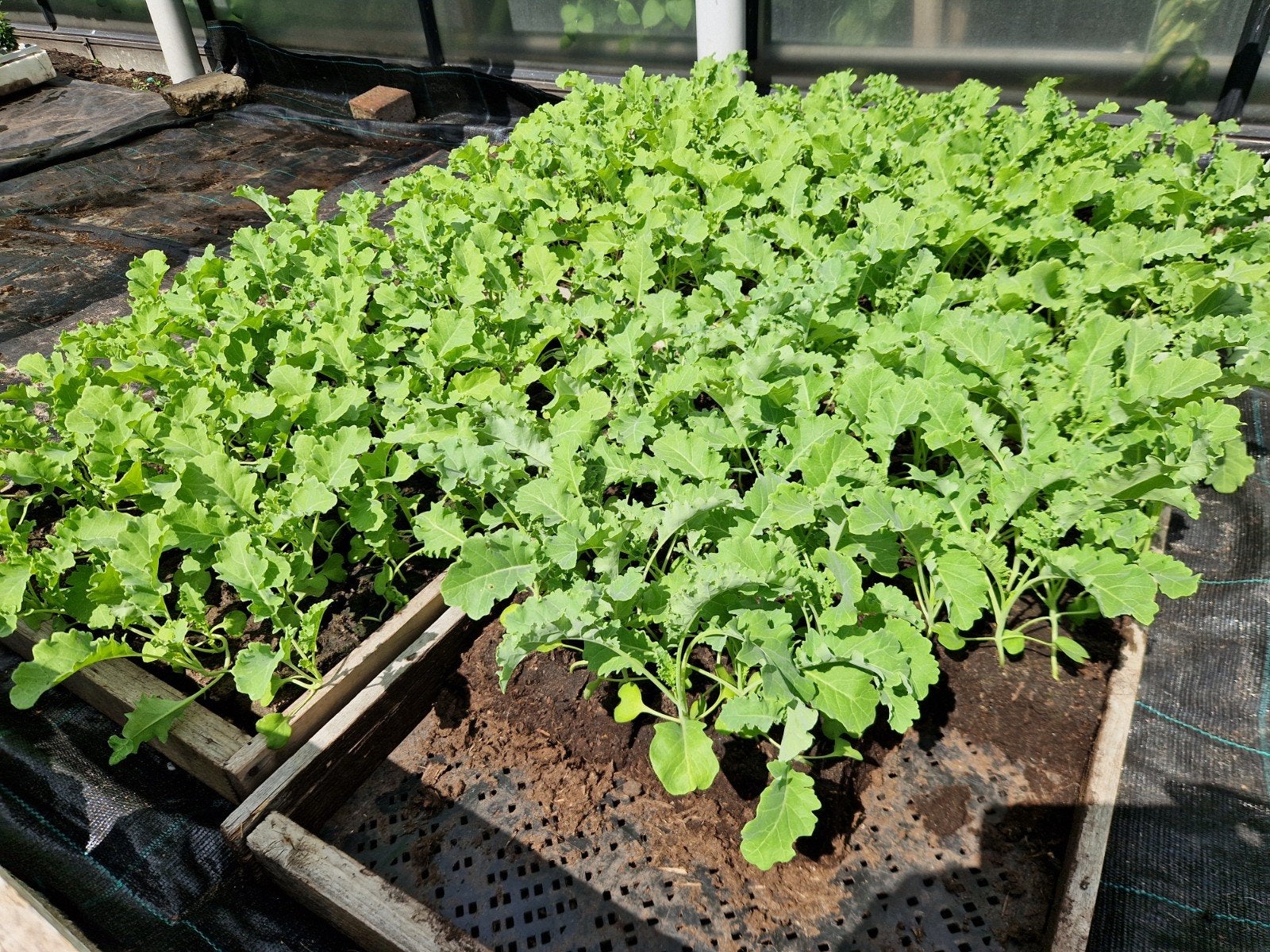 Boerenkoolplanten, Ophalen, Eenjarig, Groenteplanten, Volle zon