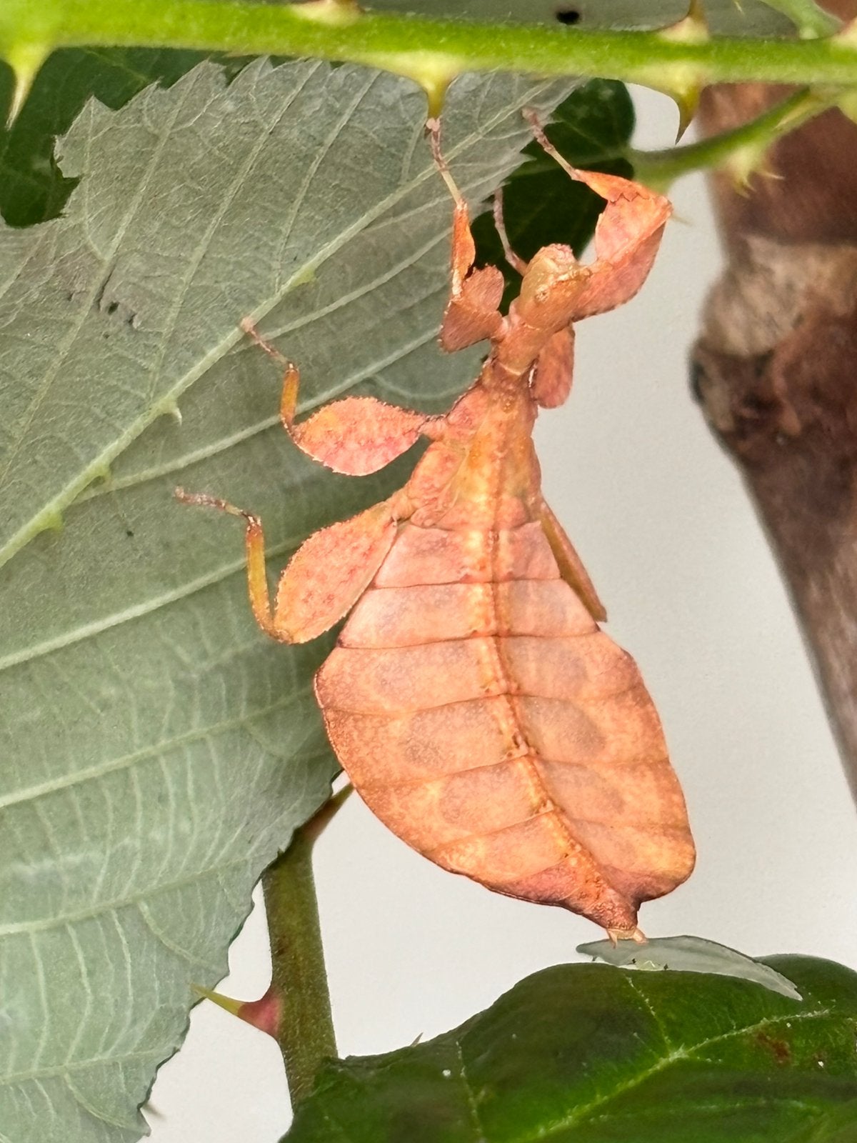 Eitjes wandelend blad Phyllium letirantie tataba, Dieren en Toebehoren