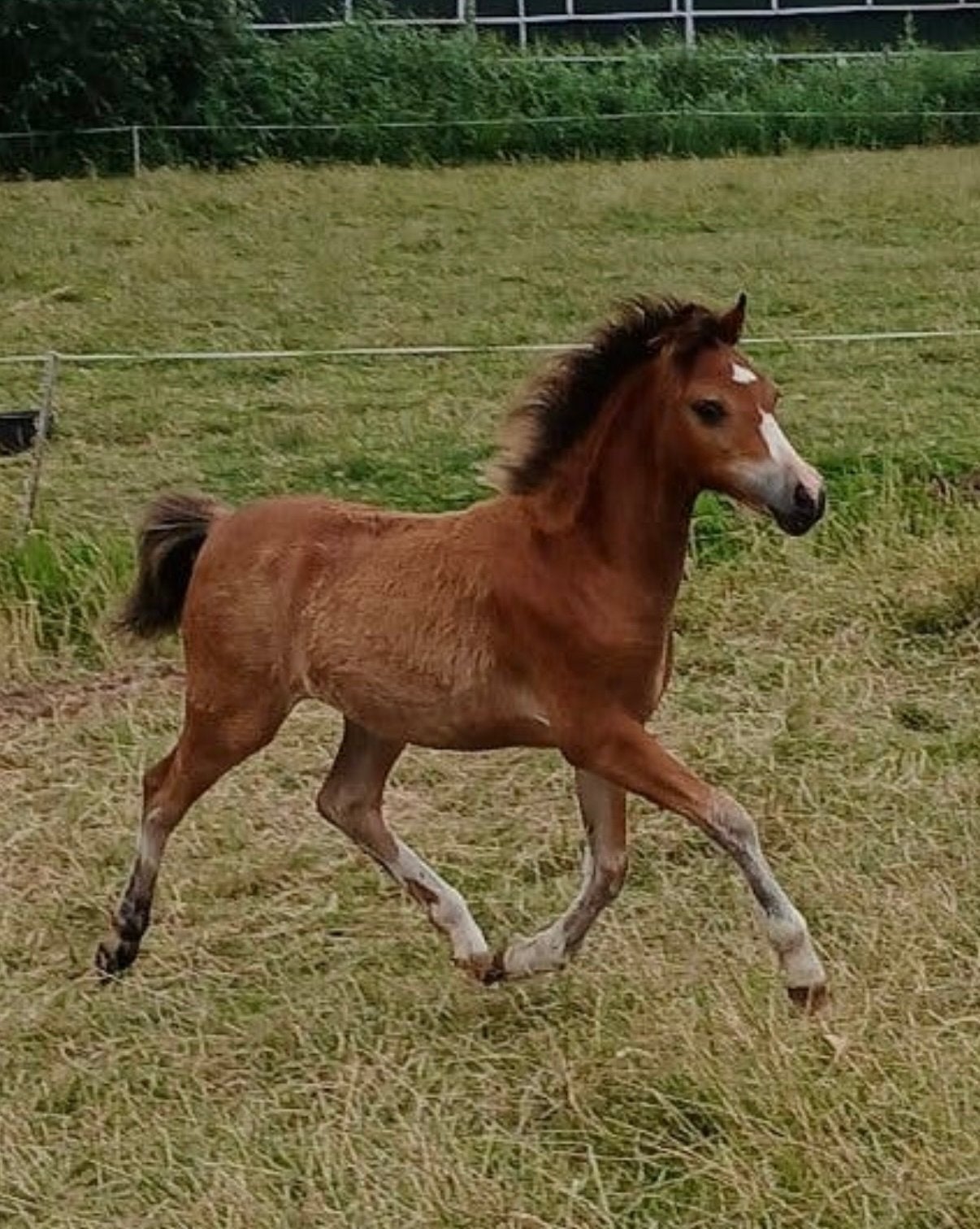 Te Koop super lieve knappe welsh merrietjes, Ruin, A pony (tot 1.17m), 0 tot 2 jaar
