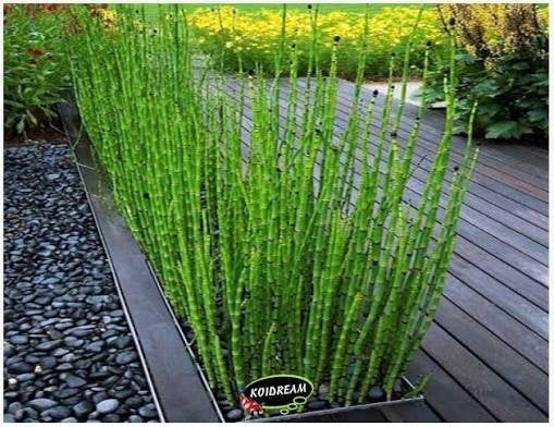 Japanse holpijp Equisetum japonica. Sterke/grote planten, Overige soorten, Vaste plant, Ophalen of Verzenden, Bloeit niet