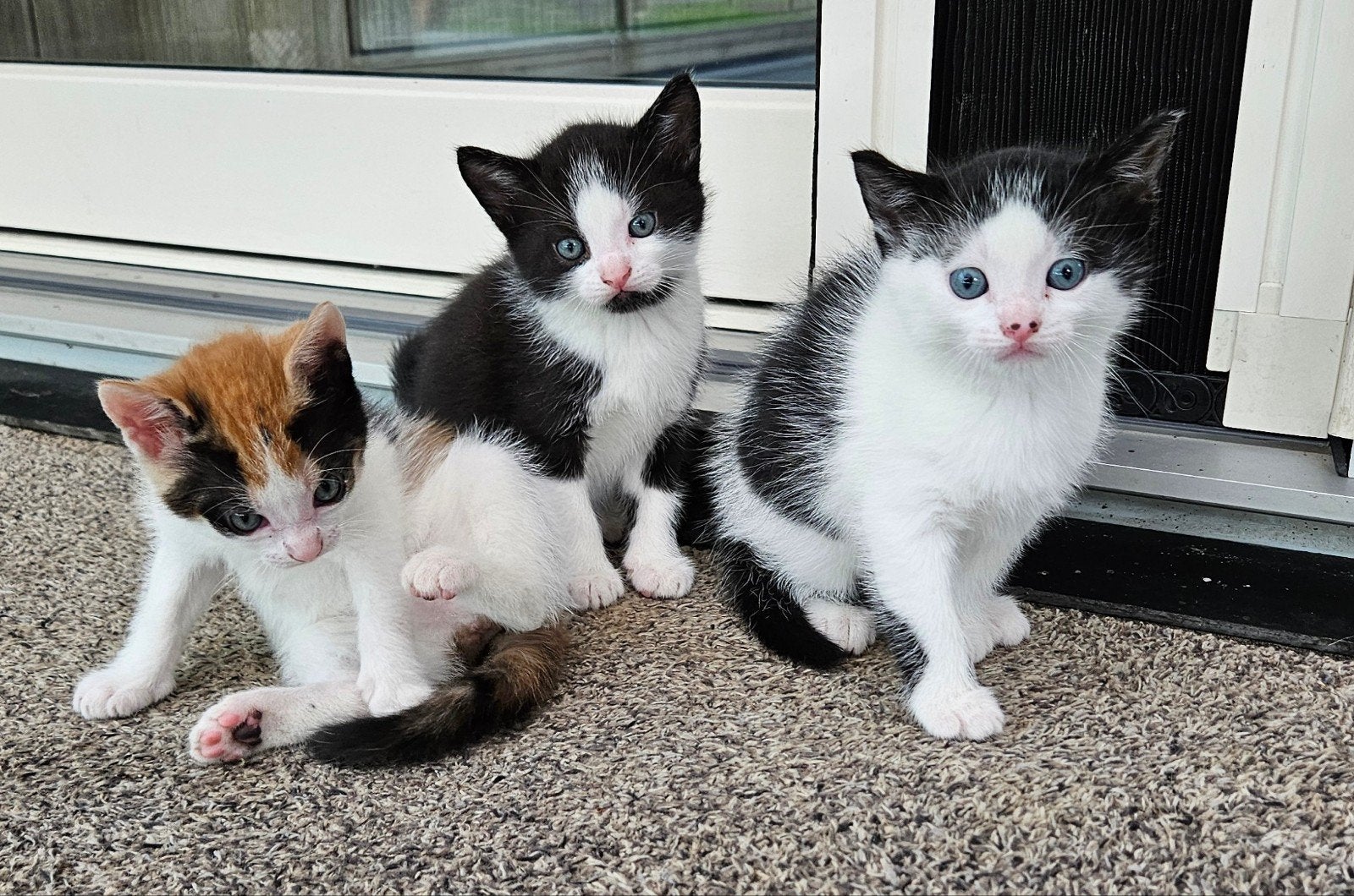 Super leuke boerderij kitten katertje  zoekt een plekje, Dieren en Toebehoren, Meerdere dieren, Kortharig, 0 tot 2 jaar