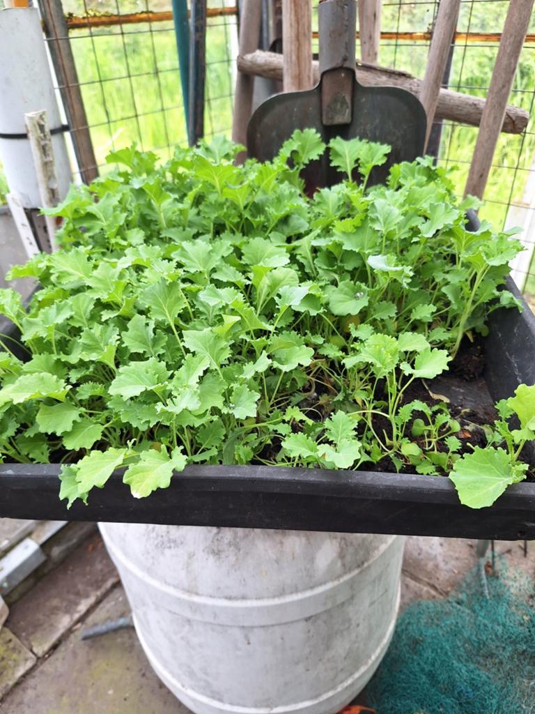 Boerenkool plantjes ., Ophalen, Eenjarig, Groenteplanten, Volle zon