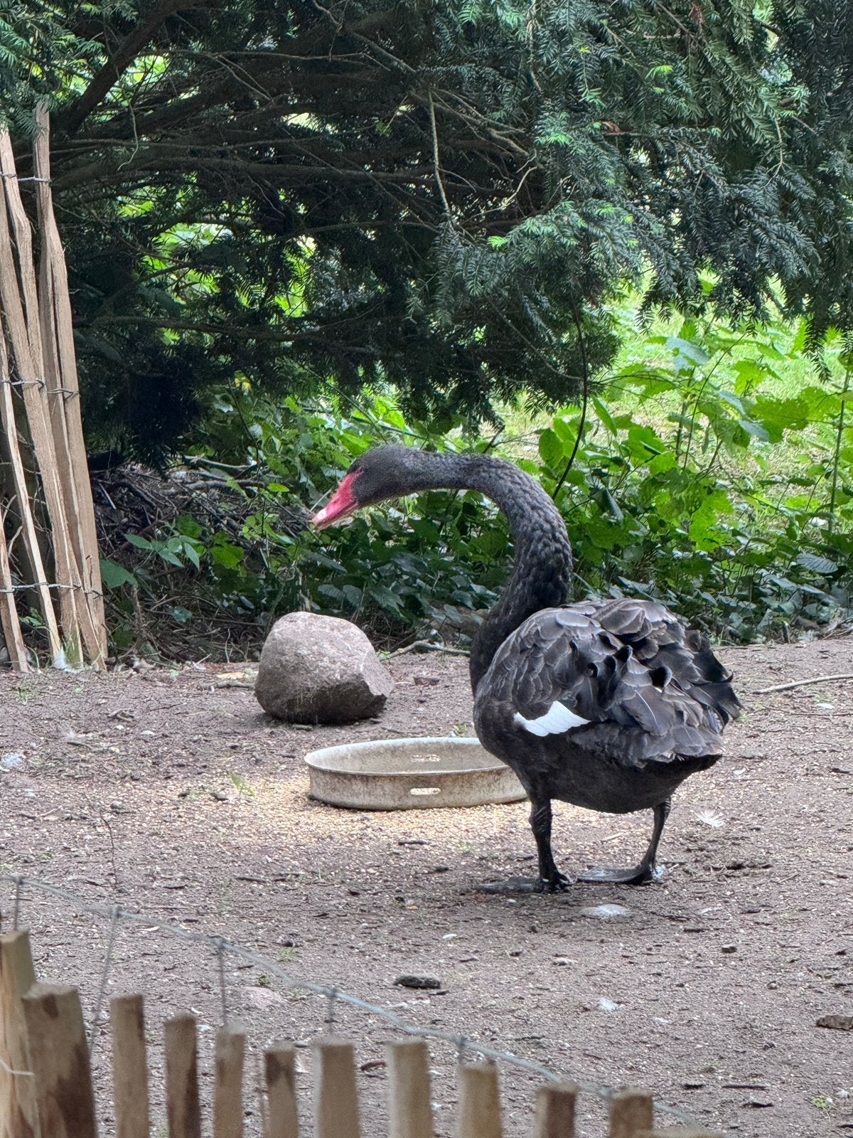 Te koop/gezocht: Zwarte zwaan (man) of vrouw gezocht!, Dieren en Toebehoren, Vogels | Overige Vogels