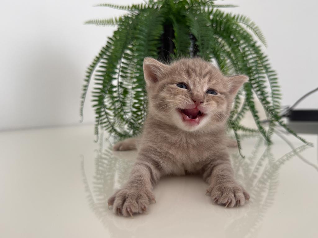 British Shorthair mix kittens, Dieren en Toebehoren, Katten en Kittens | Raskatten | Korthaar, Poes, Ontwormd, 0 tot 2 jaar