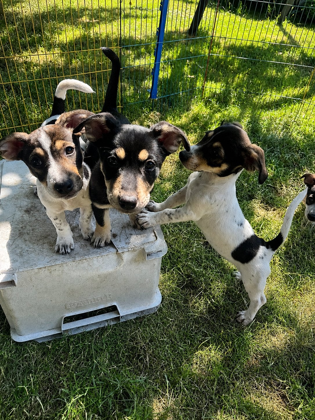 Jackrussel puppy’s die al mogen verhuizen!, Nederland, Jack Russell Terriër, 8 tot 15 weken, Parvo