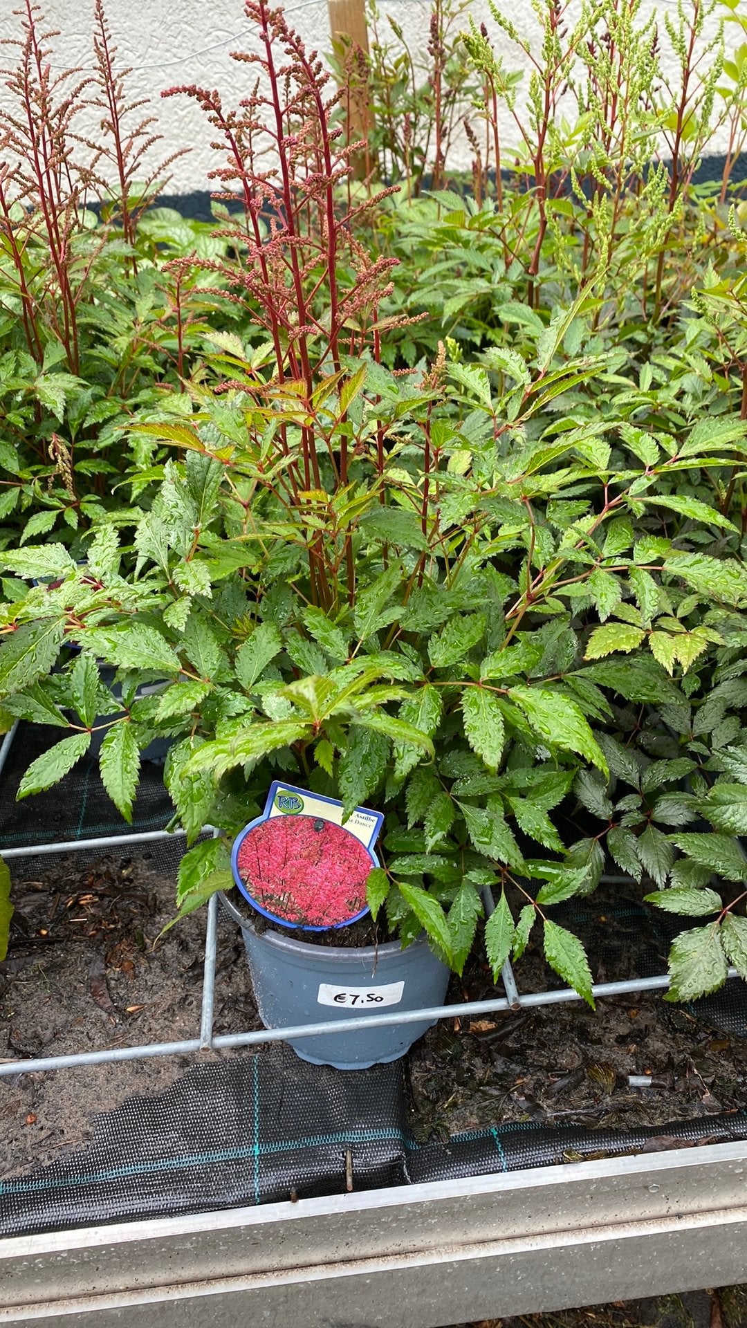 Astilbe 'Just Dance' - Prachtige Vaste Plant, Tuin en Terras, Vaste plant, Halfschaduw, Zomer, Ophalen