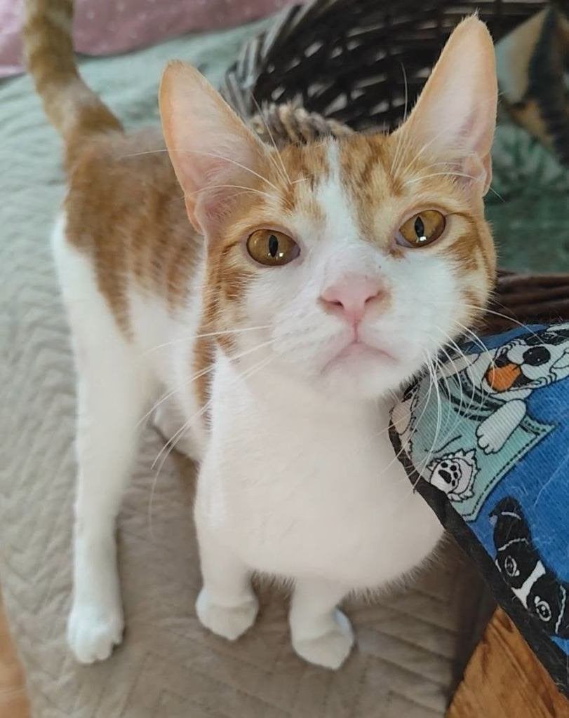 Jarela, Ares, 17-07-2025 door baasje afgestaan, Dieren en Toebehoren, Katten en Kittens | Overige Katten, Kater, Kortharig, 0 tot 2 jaar