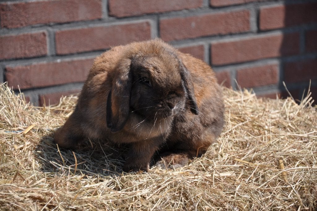 Nederlandse hangoor dwerg voedsters NHD groep 2, Dieren en Toebehoren, Konijnen, Vrouwelijk, Dwerg, Hangoor, 0 tot 2 jaar