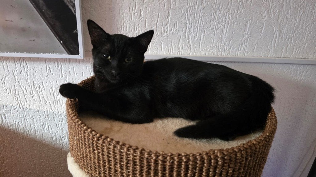 Mickey, gevonden op straat, Dieren en Toebehoren, Katten en Kittens | Overige Katten, Kater, Kortharig, 0 tot 2 jaar