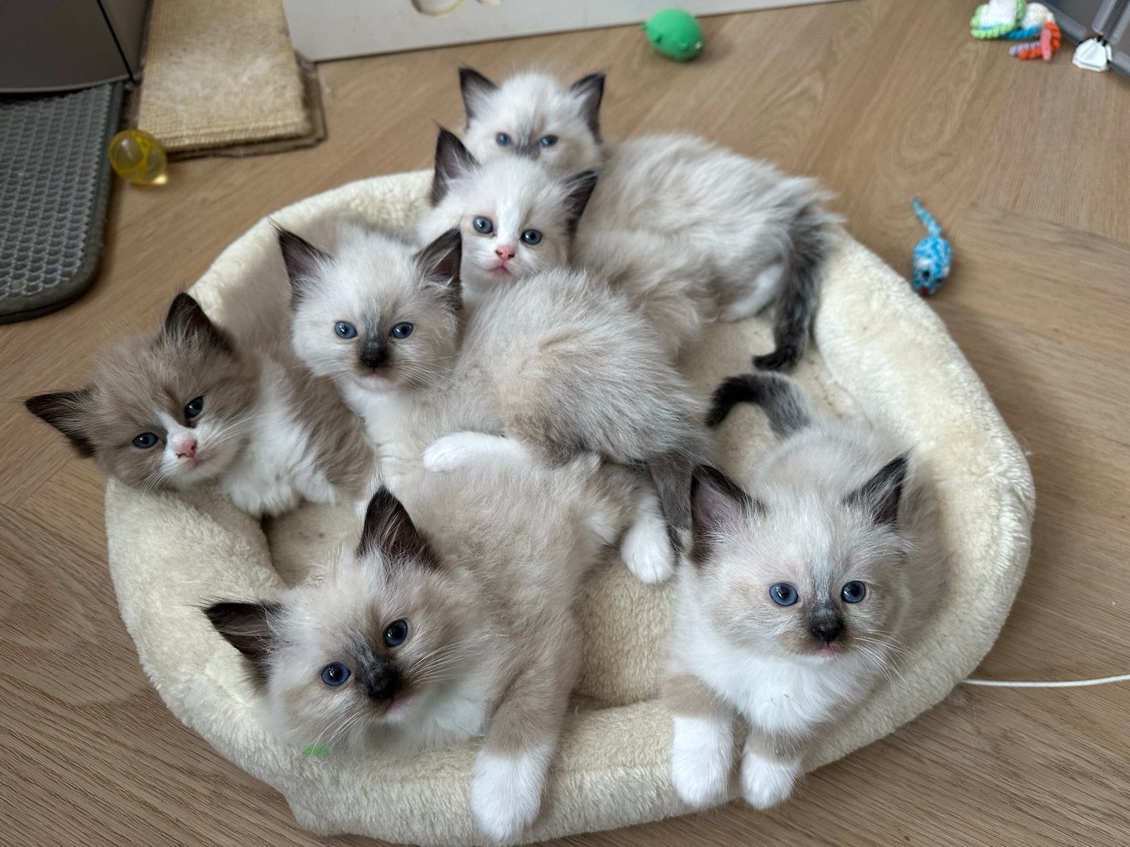 Prachtige raszuivere Ragdoll kittens, Meerdere dieren, Gechipt, 0 tot 2 jaar