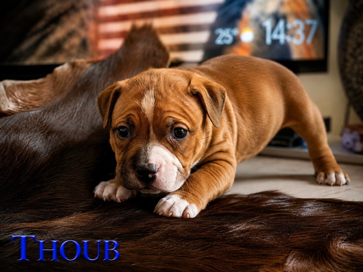 30-06-2026 Geboren american pocket bully, Bulldog, Meerdere, Meerdere dieren, Nederland