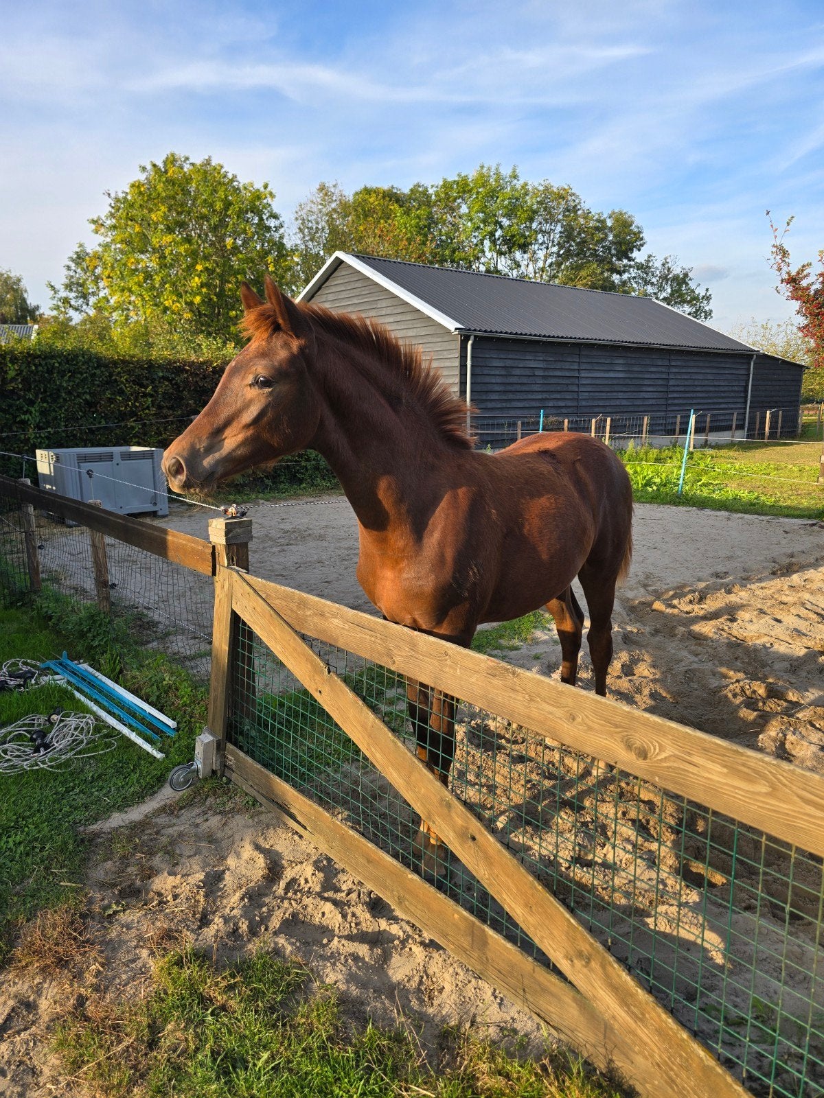 Op zoek naar weiland / weiland huren, Dieren en Toebehoren, Weidegang, 2 of 3 paarden of pony's