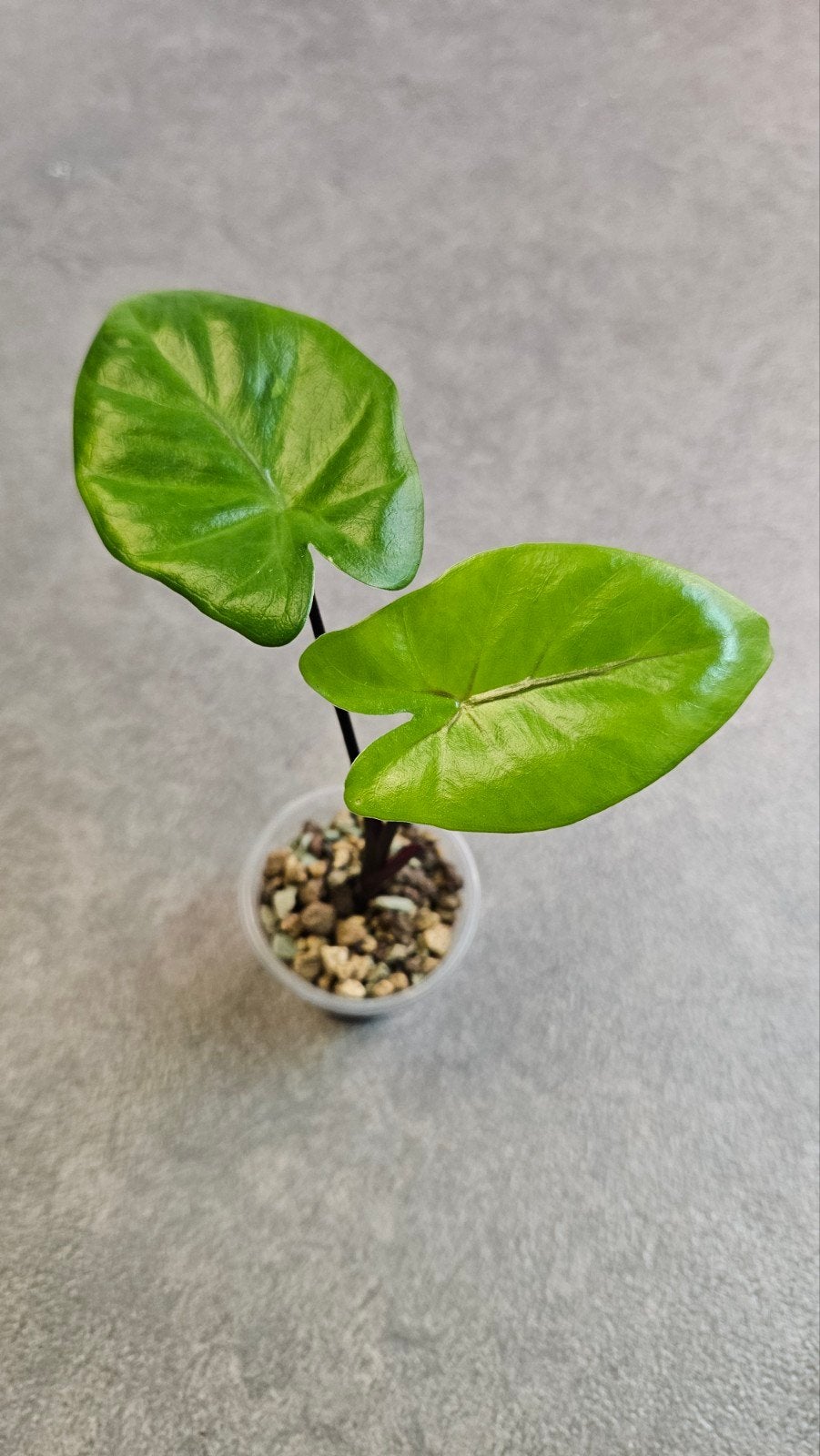 Alocasia Macrorrhiza Black Stem (variegata), Ophalen of Verzenden, Halfschaduw, Minder dan 100 cm