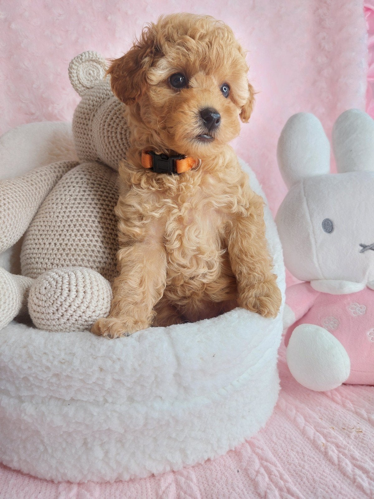 toy/dwergpoedel Puppy  teefje, Dieren en Toebehoren, Honden | Chihuahua's en Gezelschapshonden, Poedel, Parvo, 8 tot 15 weken