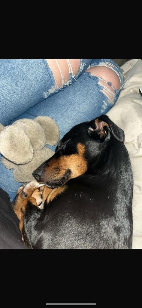 Black and Tan teef, Jack Russell Terriër, Teef, Parvo, Eén hond