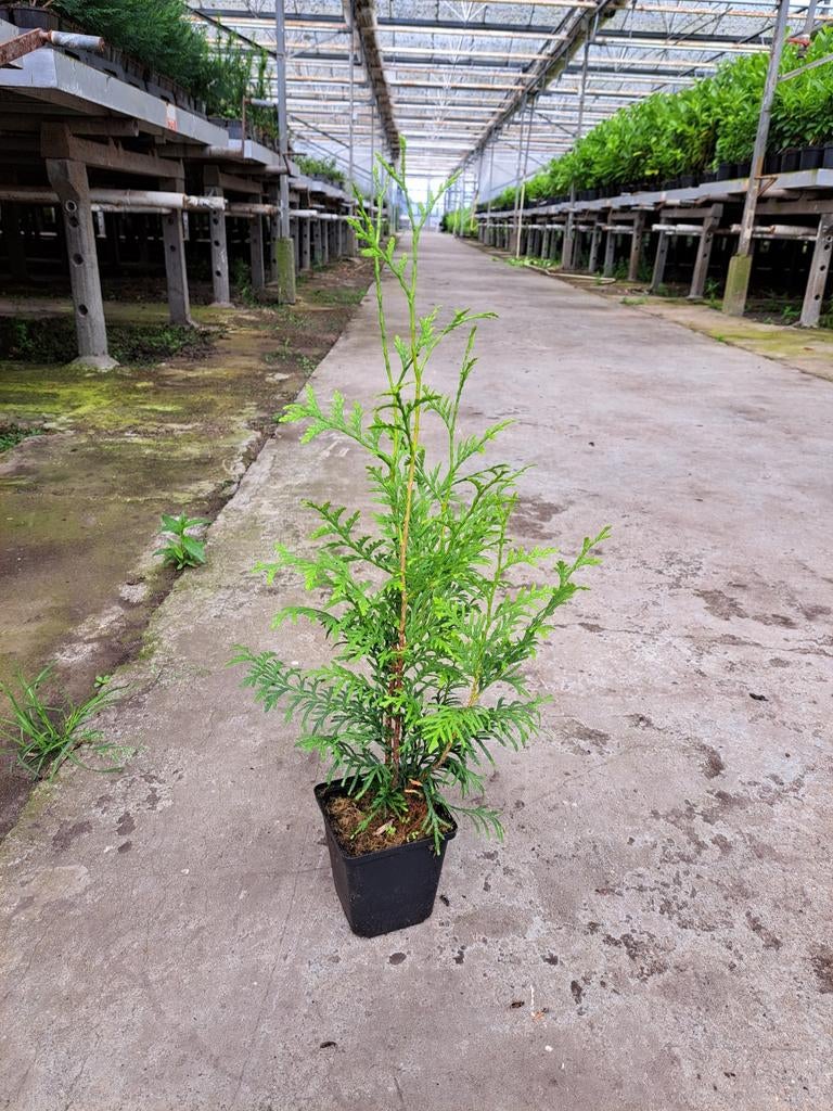 Thuja brabant P9 potgekweekt 20 - 30 cm conifeer, Ophalen, Conifeer, Minder dan 100 cm