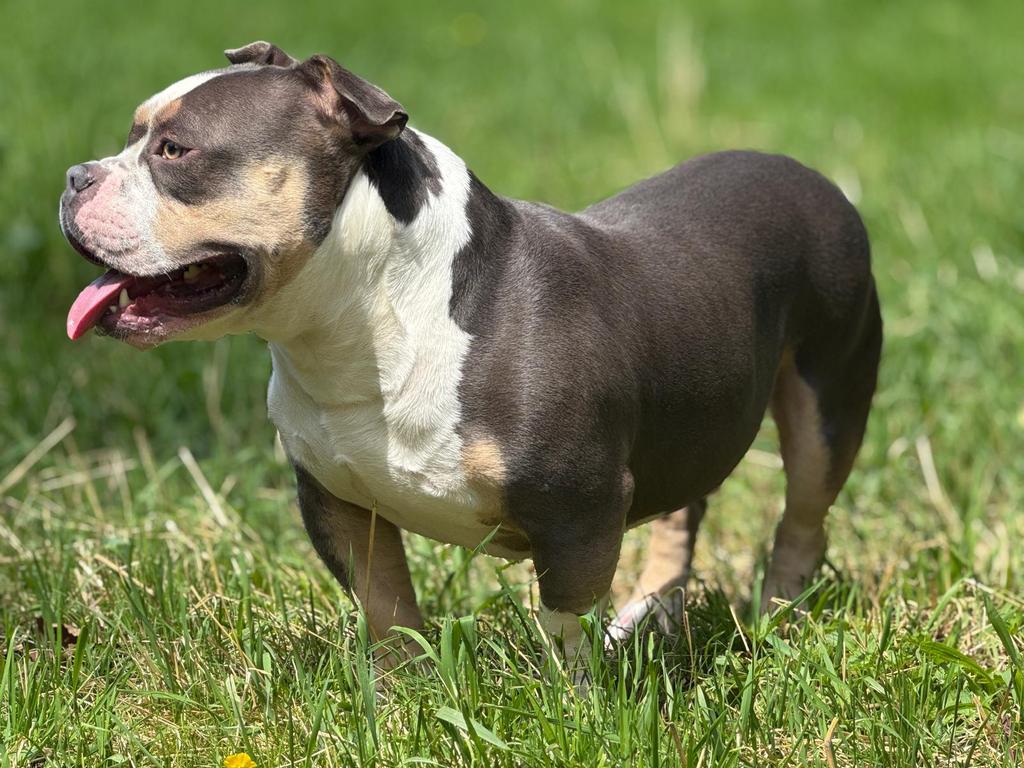 American bully pocket bleu tri color DEKREU, 1 tot 2 jaar, Eén hond, CDV (hondenziekte), Nederland