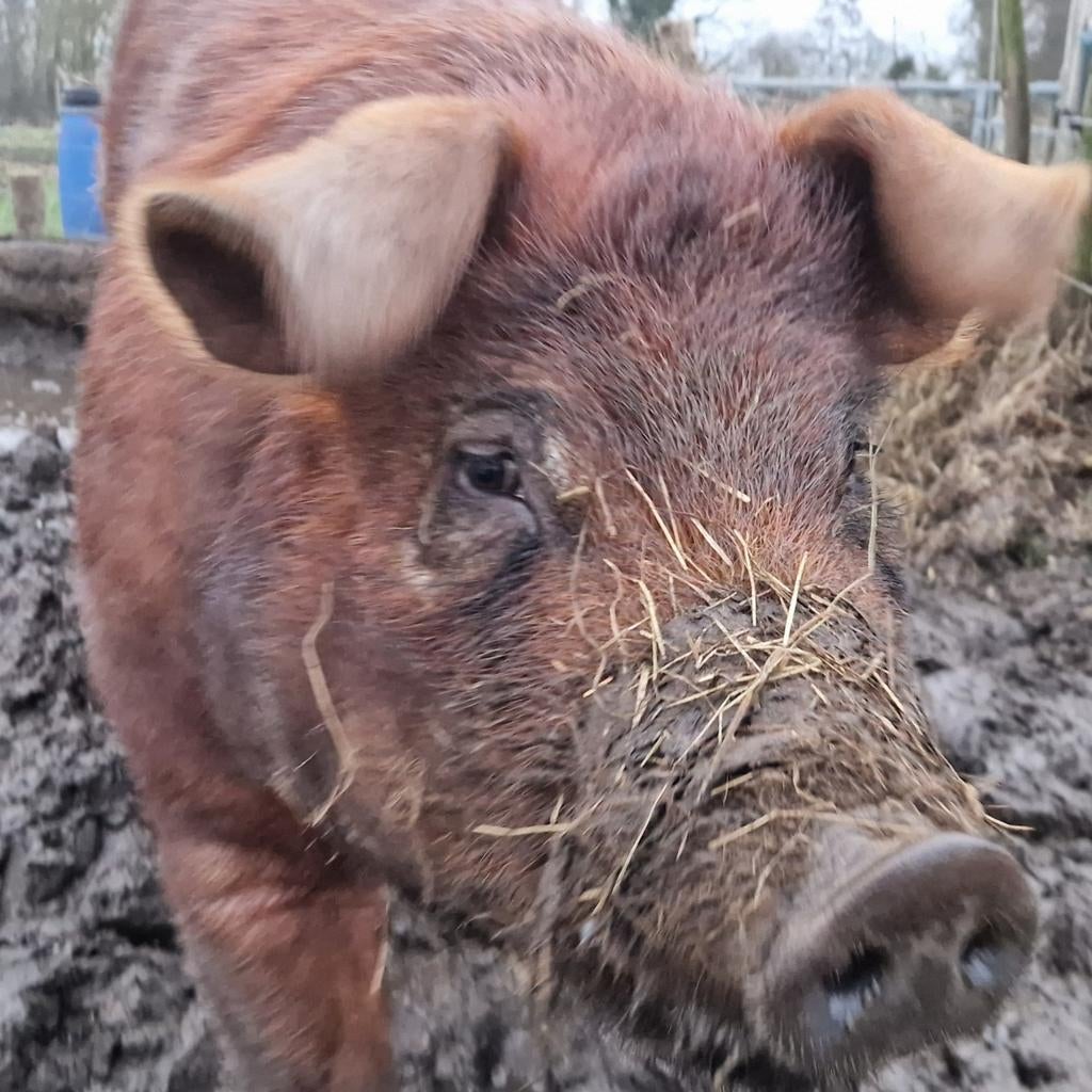 Duroc dekbeer te huur, Dieren en Toebehoren, Schapen, Geiten en Varkens, Mannelijk, Varken