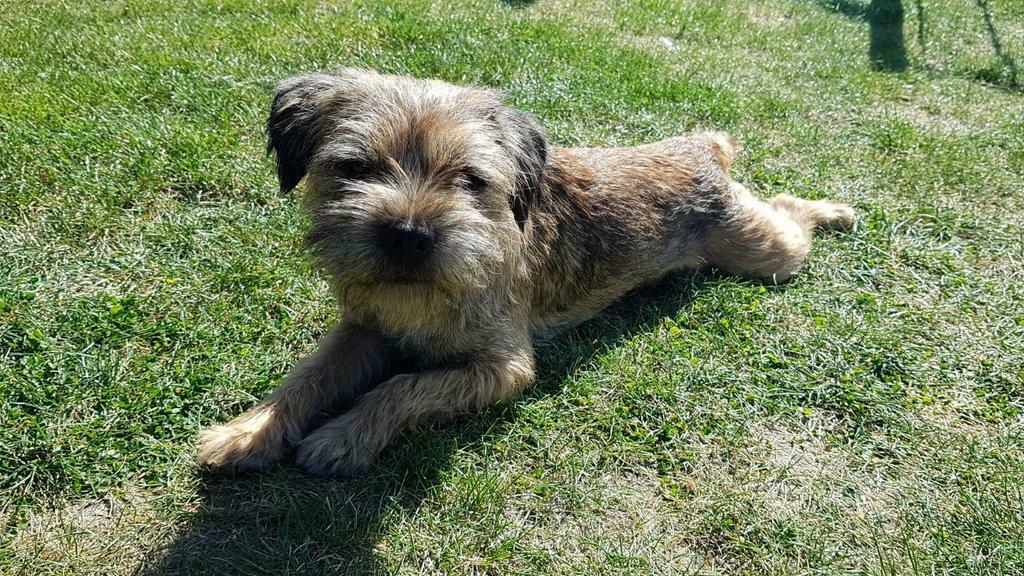 Border Terriër dekreu met stamboom (NIET TE KOOP), Parvo, Reu, 1 tot 2 jaar, Eén hond
