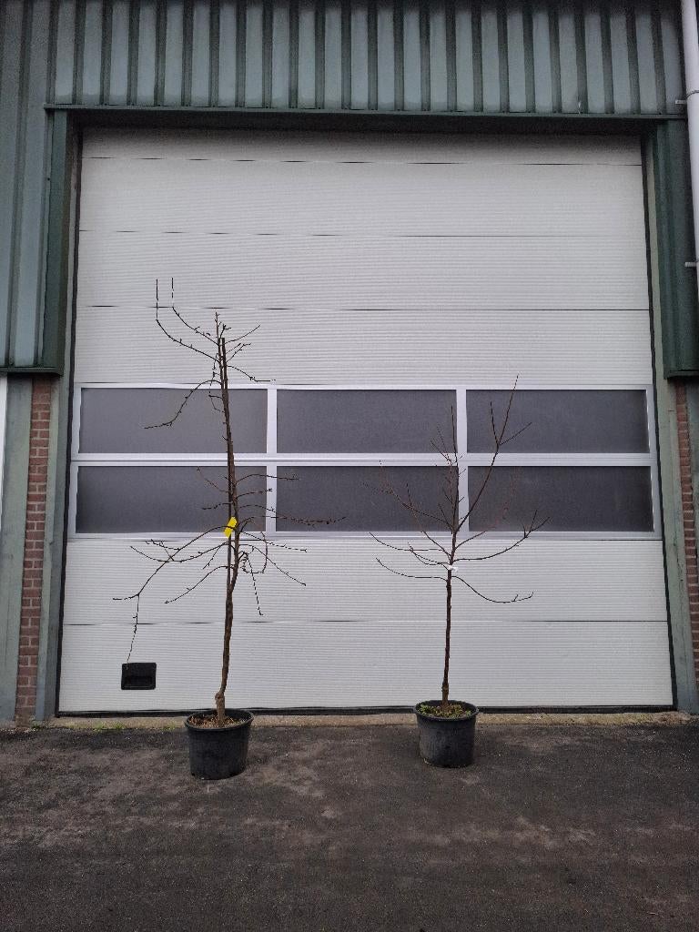 Appelbomen | Nu planten, deze zomer plukken!, Ophalen, Lente, Volle zon, In pot