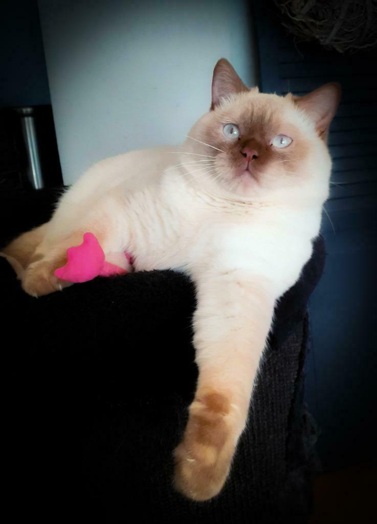 Gucci Ervaren Dekkater Brits/Britse Korthaar Cinnamon Point, Dieren en Toebehoren, 0 tot 2 jaar