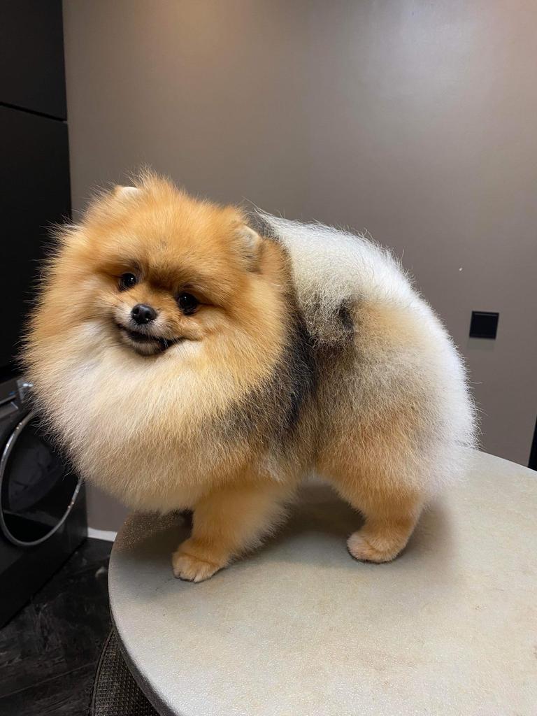 Pomeranian dekreu met Nederlandse FCI stamboom, Reu, 1 tot 2 jaar, Parvo, Eén hond