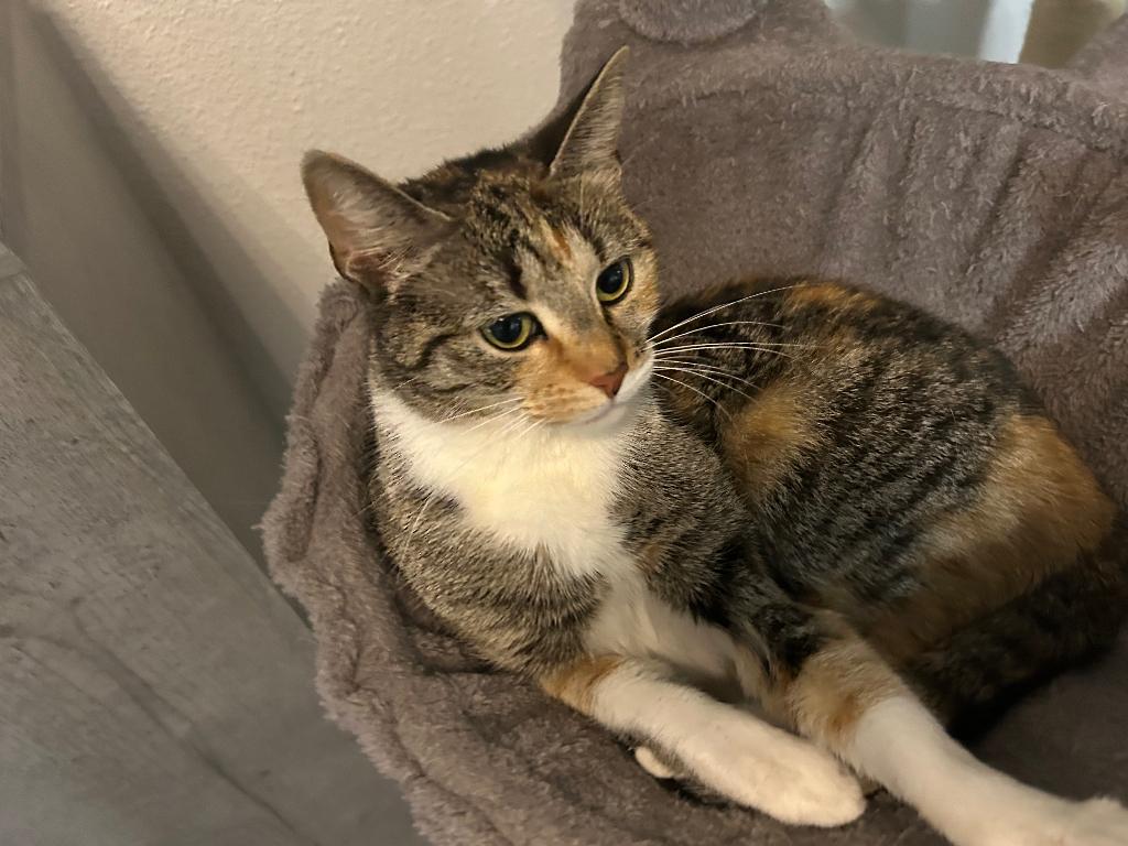 Poezen, Poes, 3 tot 5 jaar