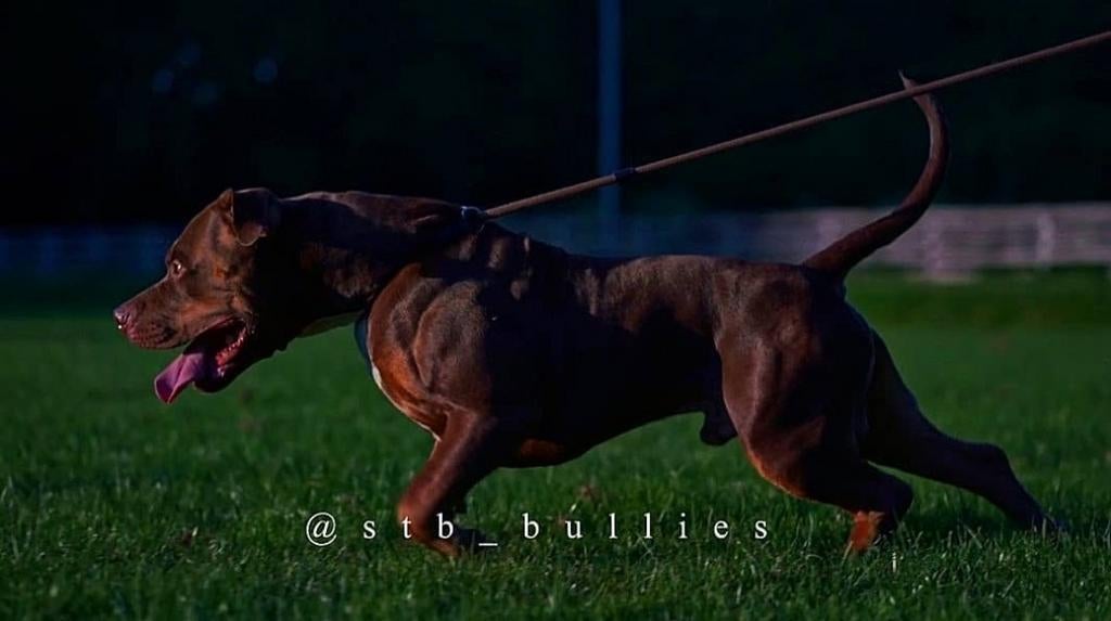 American XL Bully dekreuen chocolate en lilac tri color, Eén hond, 3 tot 5 jaar, Nederland, Particulier