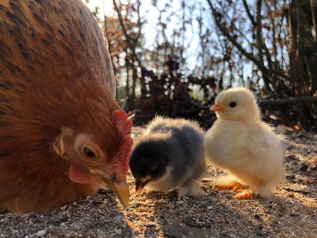 Super lieve COCHIN kriel kuikentjes in alle kleurslagen🐣🐥, Dieren en Toebehoren, Vrouwelijk, Kip