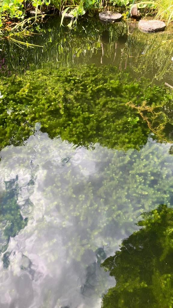 Zuurstofplant voor vijver, Tuin en Terras, Vijvers, Ophalen of Verzenden, Zo goed als nieuw