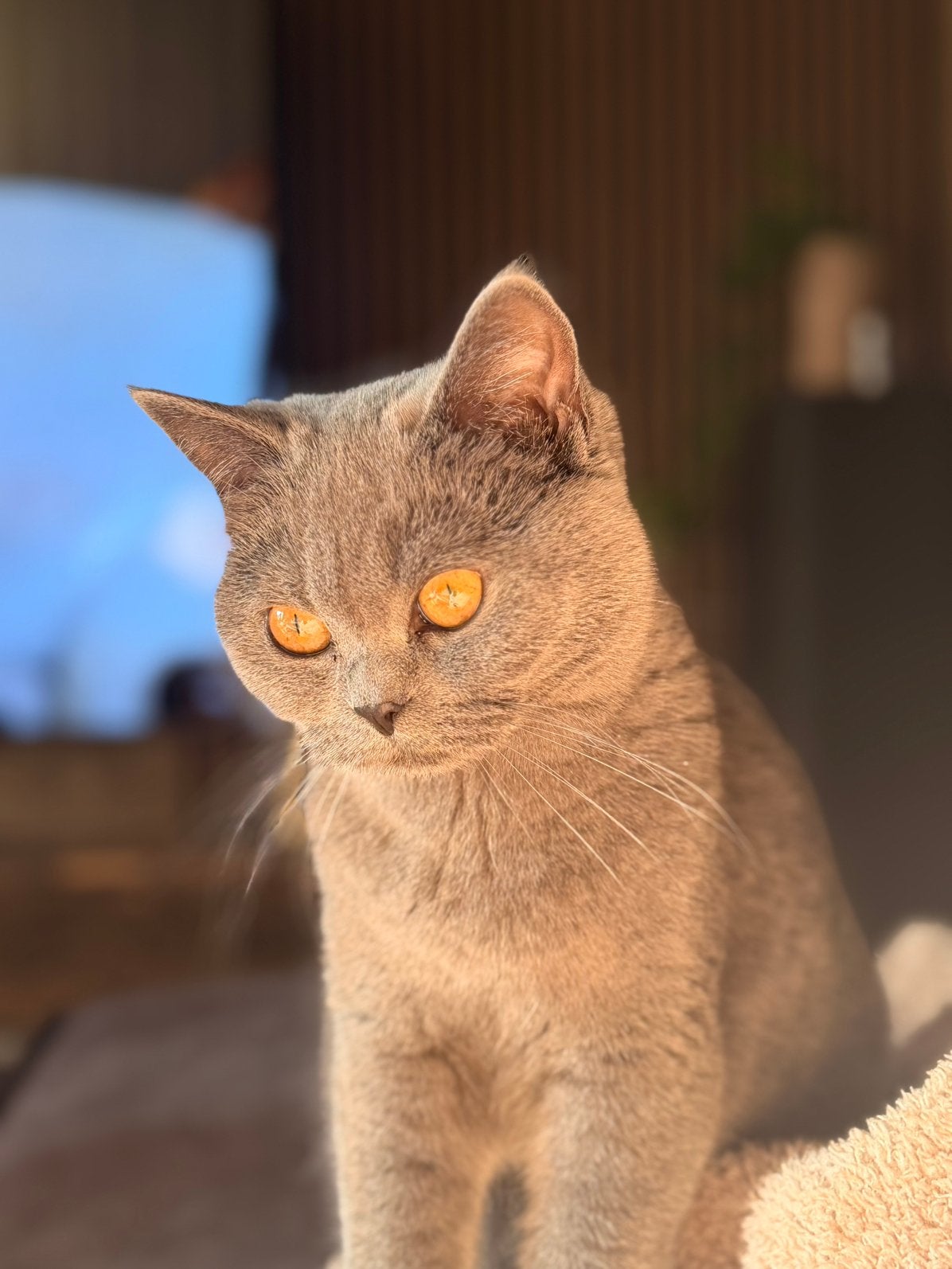 Lieve Britse korthaar poes + elektrische kattenbak +paspoort, Dieren en Toebehoren, Poes, Ingeënt