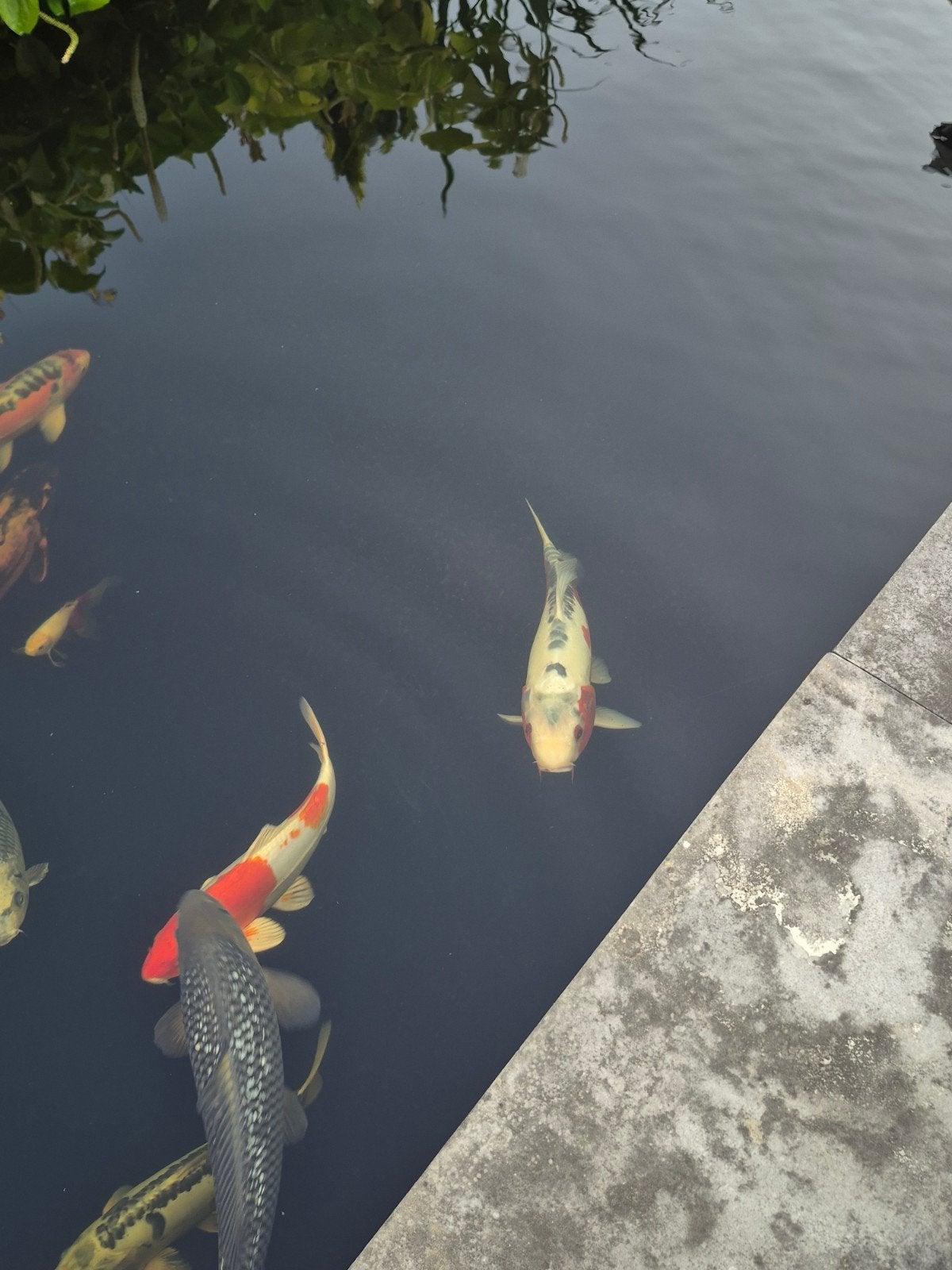 Diverse koi's / koikarpers, Dieren en Toebehoren, Vissen | Vijvervissen, Karper of Koi