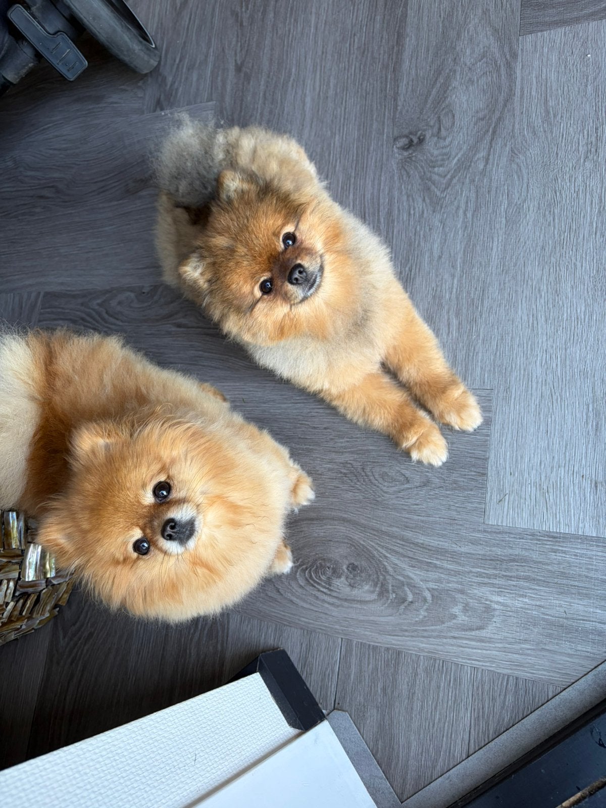 2 prachtige pomerianen + stamboom mini pomeriaan!, Particulier, Keeshond, 1 tot 2 jaar, Buitenland