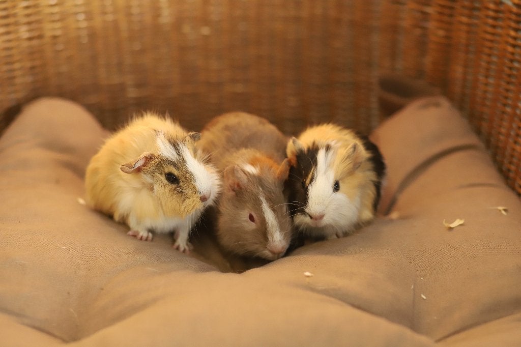 Jonge Cavia's | Mooie diertjes | Verschillende kleurslagen, Dieren en Toebehoren, Knaagdieren, Juni, Meerdere dieren, Cavia