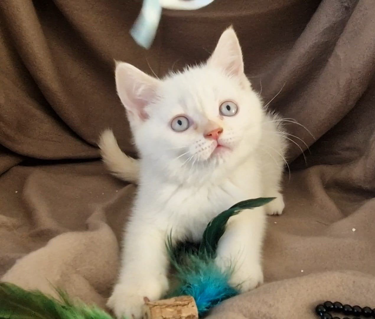 britse korthaar kittens poesjes, Meerdere dieren, Ontwormd, 0 tot 2 jaar